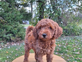 Mini Goldendoodle dogs - Ad 22