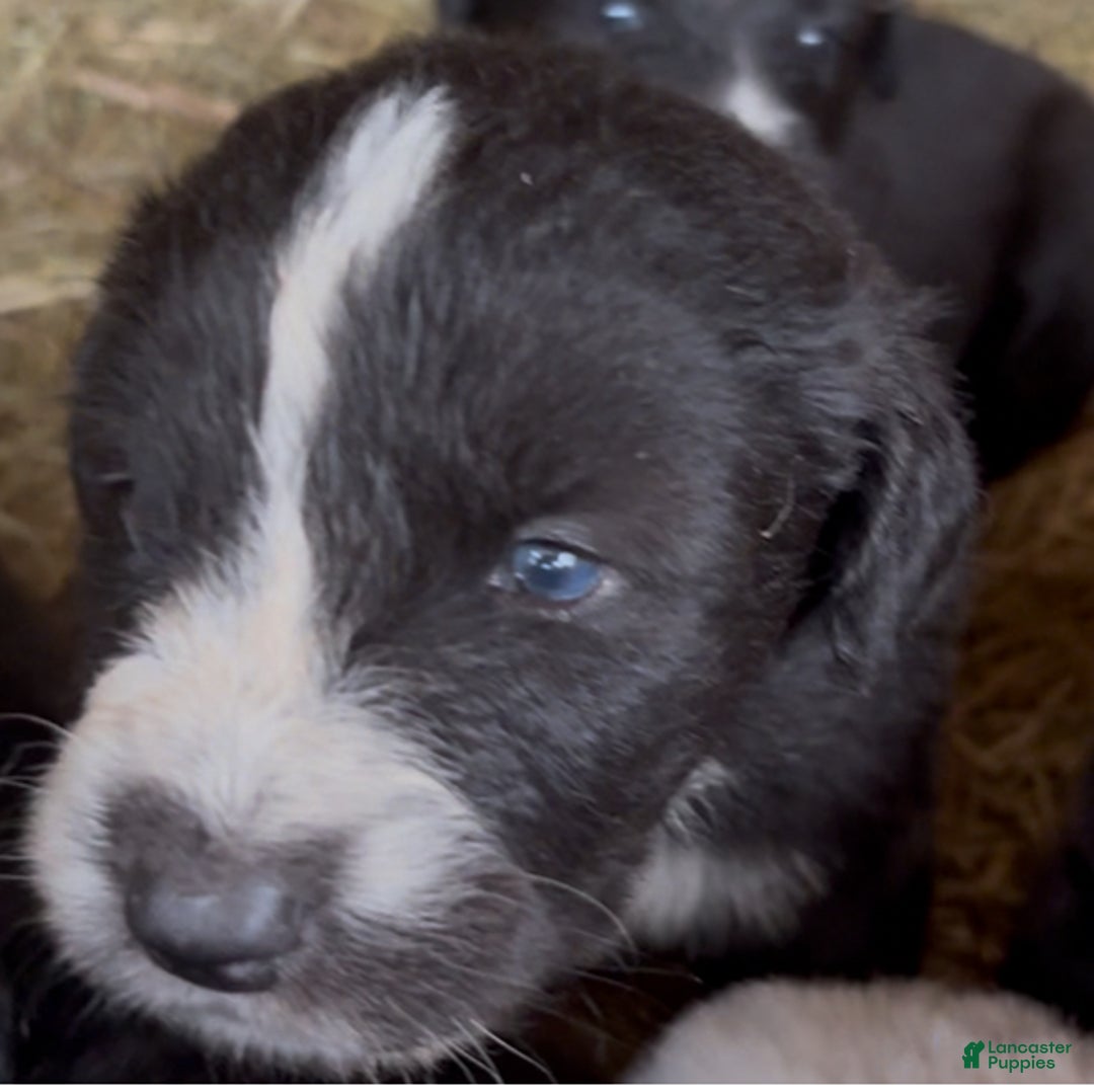 Mixed Breed dogs for sale: Thing - Ad 10