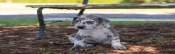 Great Dane dogs for sale: Autumn - Ad 3