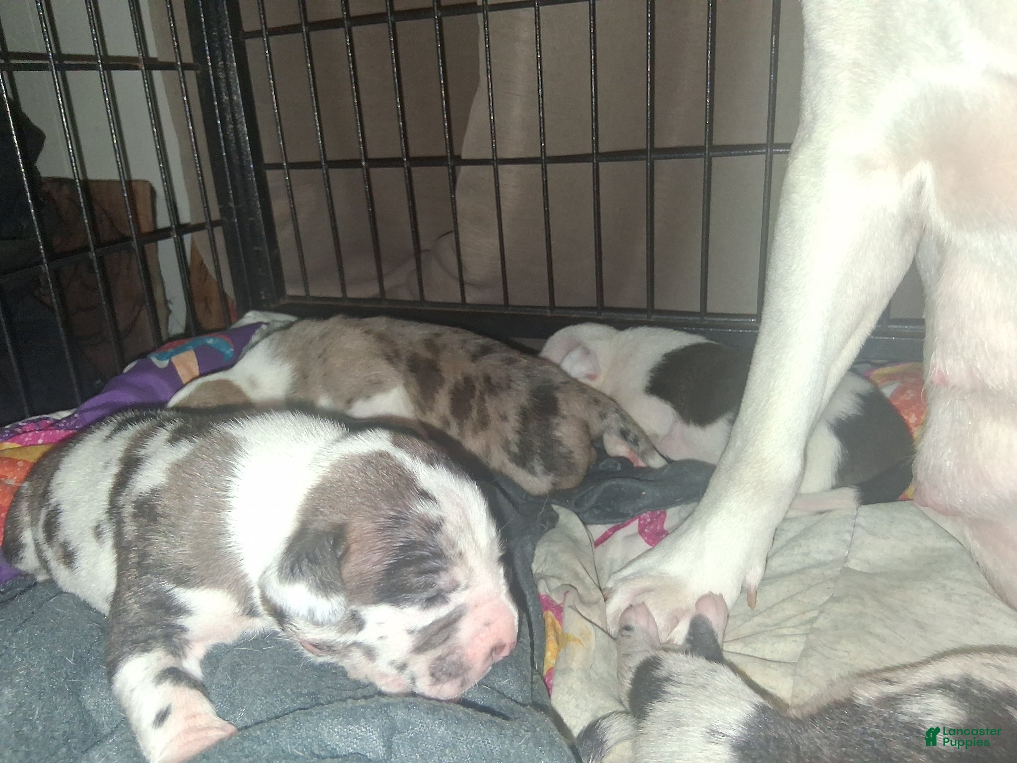 American Pit Bull Terrier dogs Cowboy - Ad 2