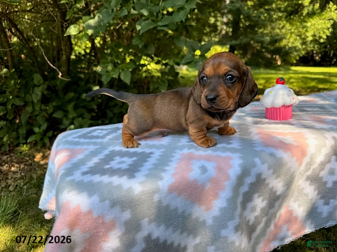 Miniature Dachshund dogs for sale: Dusty - Ad 2