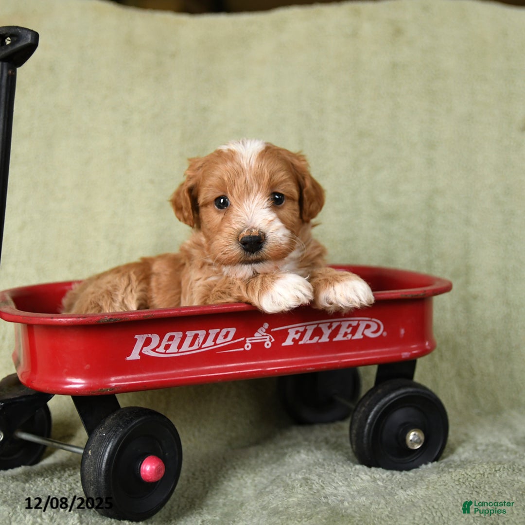 Havapoo dogs for sale: Liam - Ad 5