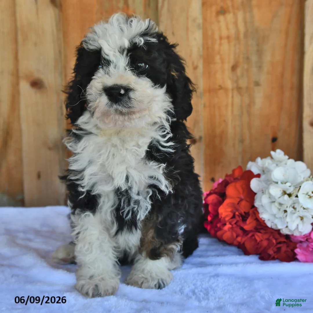 Bernedoodle dogs for sale: Donny - Ad 5