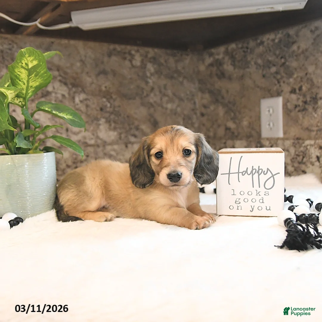 Miniature Dachshund dogs for sale: Bryson - Ad 2