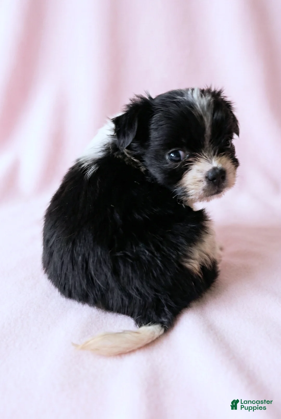 Mixed Breed dogs for sale: Dolly - Ad 3