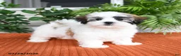 Malshi dogs for sale: Hazel - Ad 4