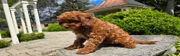 Cavapoo dogs for sale: Hunter - Ad 6