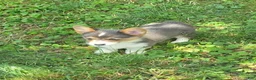 Welsh Corgi Pembroke dogs for sale: Lara the low rider  - Ad 9