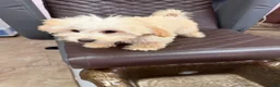 Bichpoo dogs for sale: Cooper - Ad 9