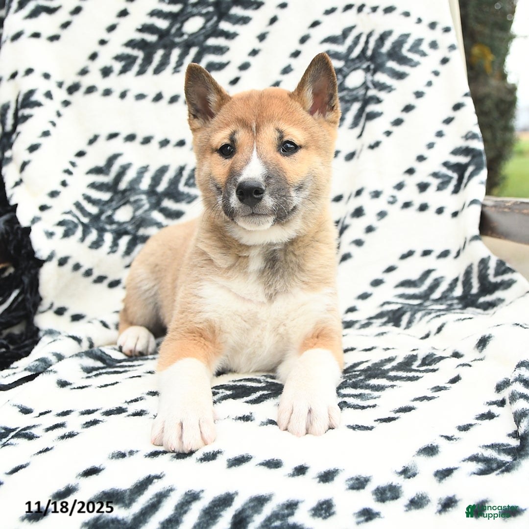 Shiba Inu dogs for sale: Nolan - Ad 3