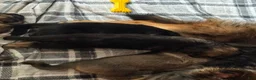 German Shepherd dogs for sale: Camo collar  - Ad 9
