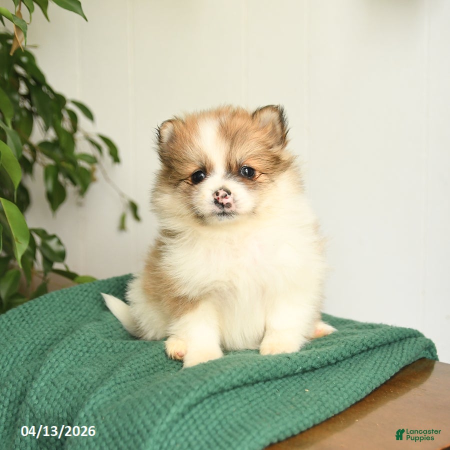 Mixed Breed dogs Blossom - Ad 2