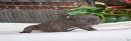 French Bulldog dogs for sale: Feta - Ad 15