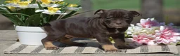 Olde English Bulldogge dogs for sale: Jamison - Ad 5