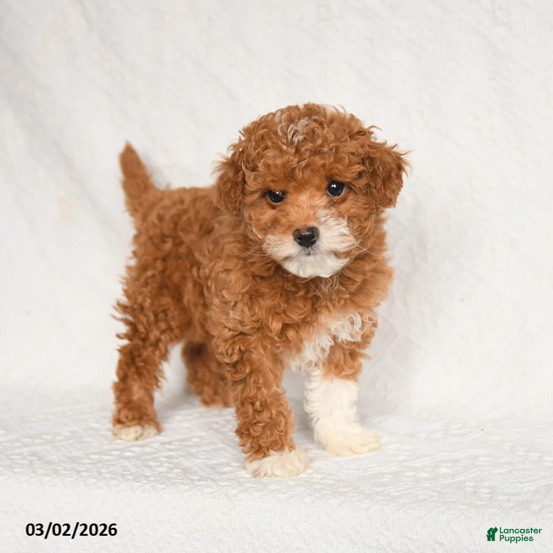 Toy Poodle dogs for sale: Frisky - Ad 5