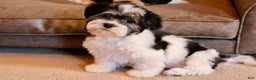 Shihpoo dogs for sale: Mia - Ad 4