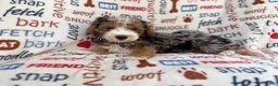 Mini Aussiedoodle dogs for sale: Otto - Ad 7