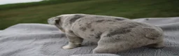 Frenchton dogs for sale: HOLLY - Ad 3