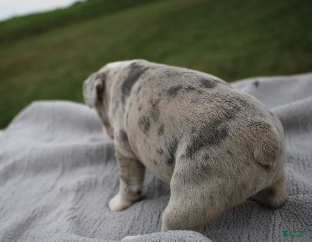Frenchton dogs for sale: HOLLY - Ad 3