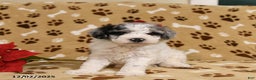 Toy Poodle dogs for sale: Patches - Ad 2