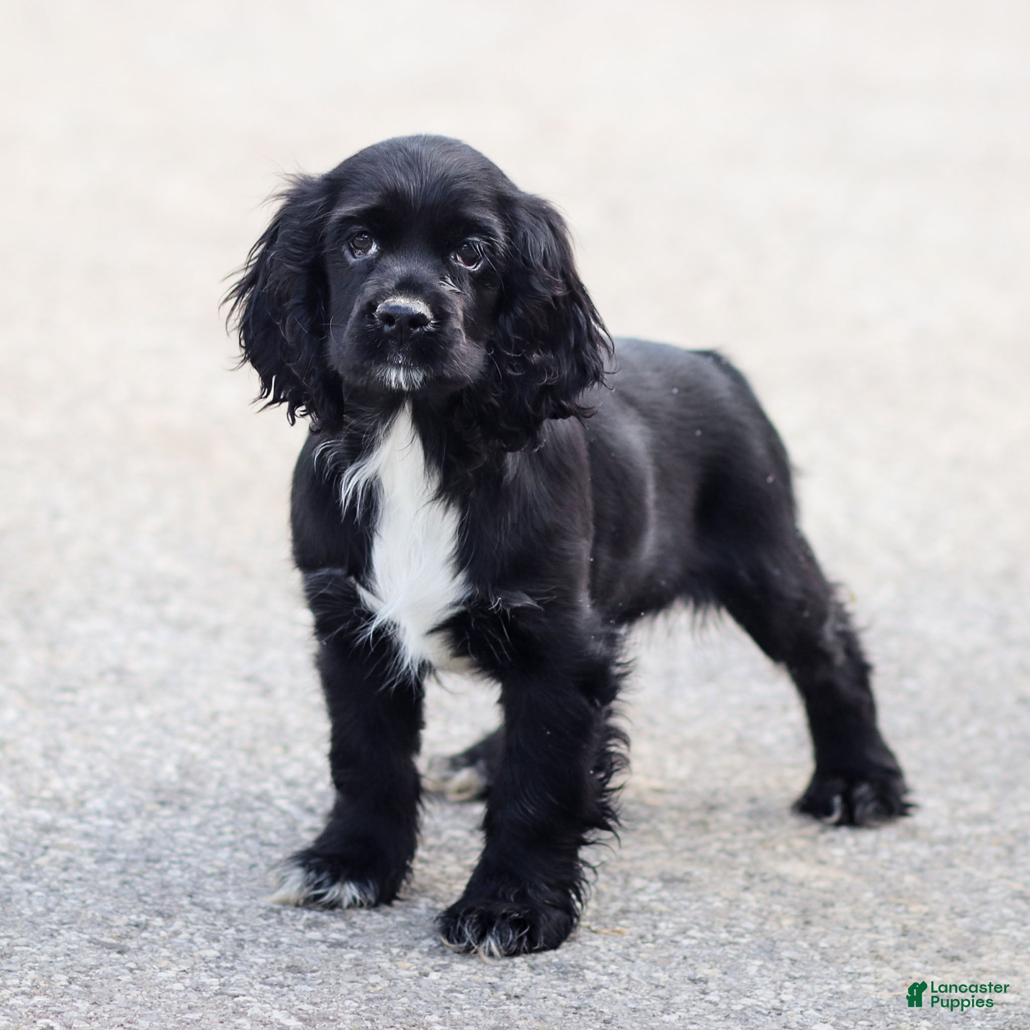 Cocker Spaniel dogs Dove - Ad 34