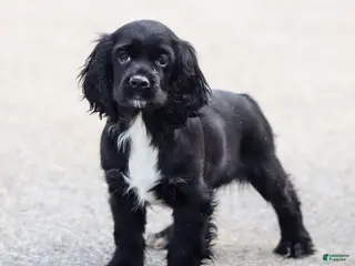 Cocker Spaniel dogs Dove - Ad 34