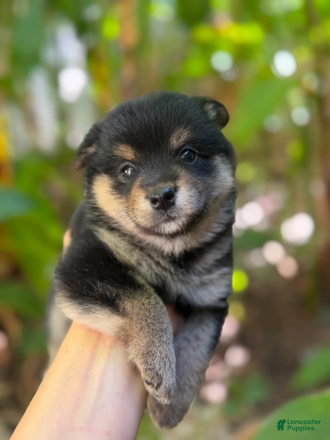 Mixed Breed dogs for sale: Suki - Ad 3
