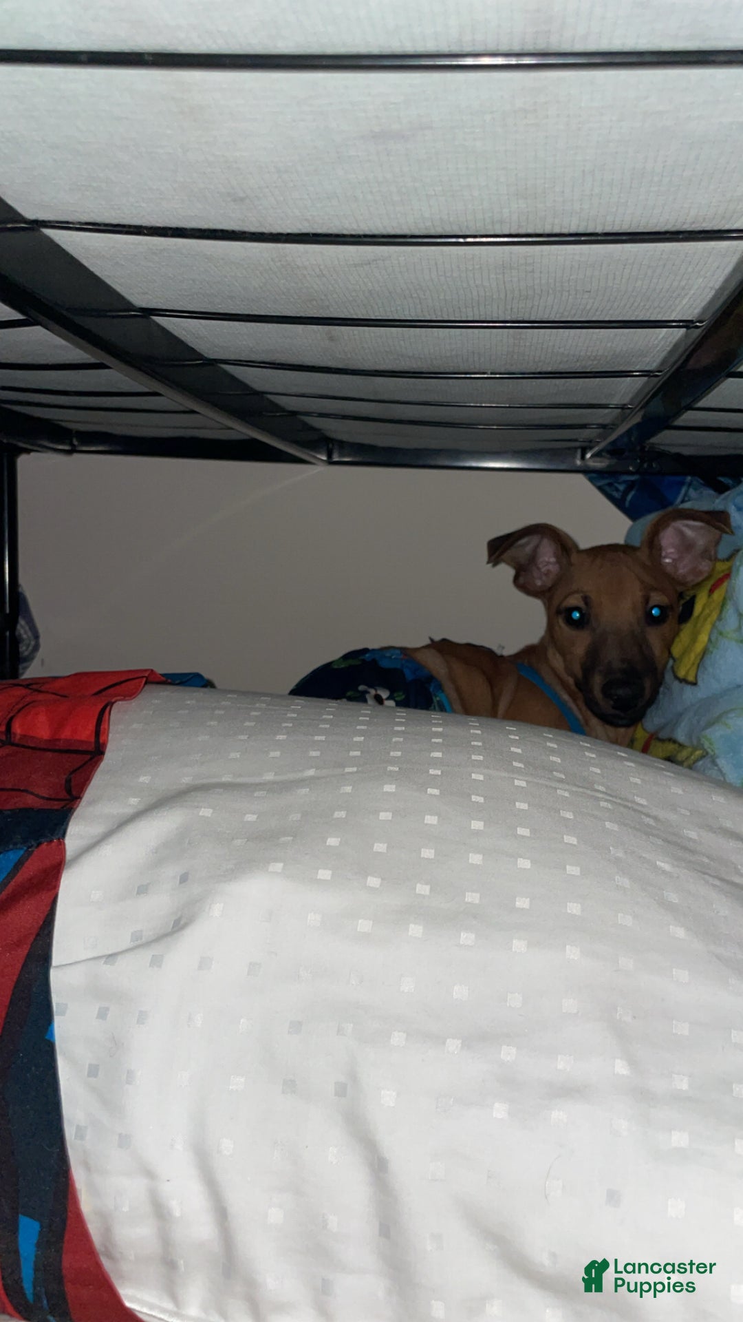 Chiweenie dogs for sale: Chiweenie Puppy 1 - Ad 8