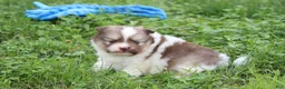 Pomeranian dogs for sale: Bentley  - Ad 13