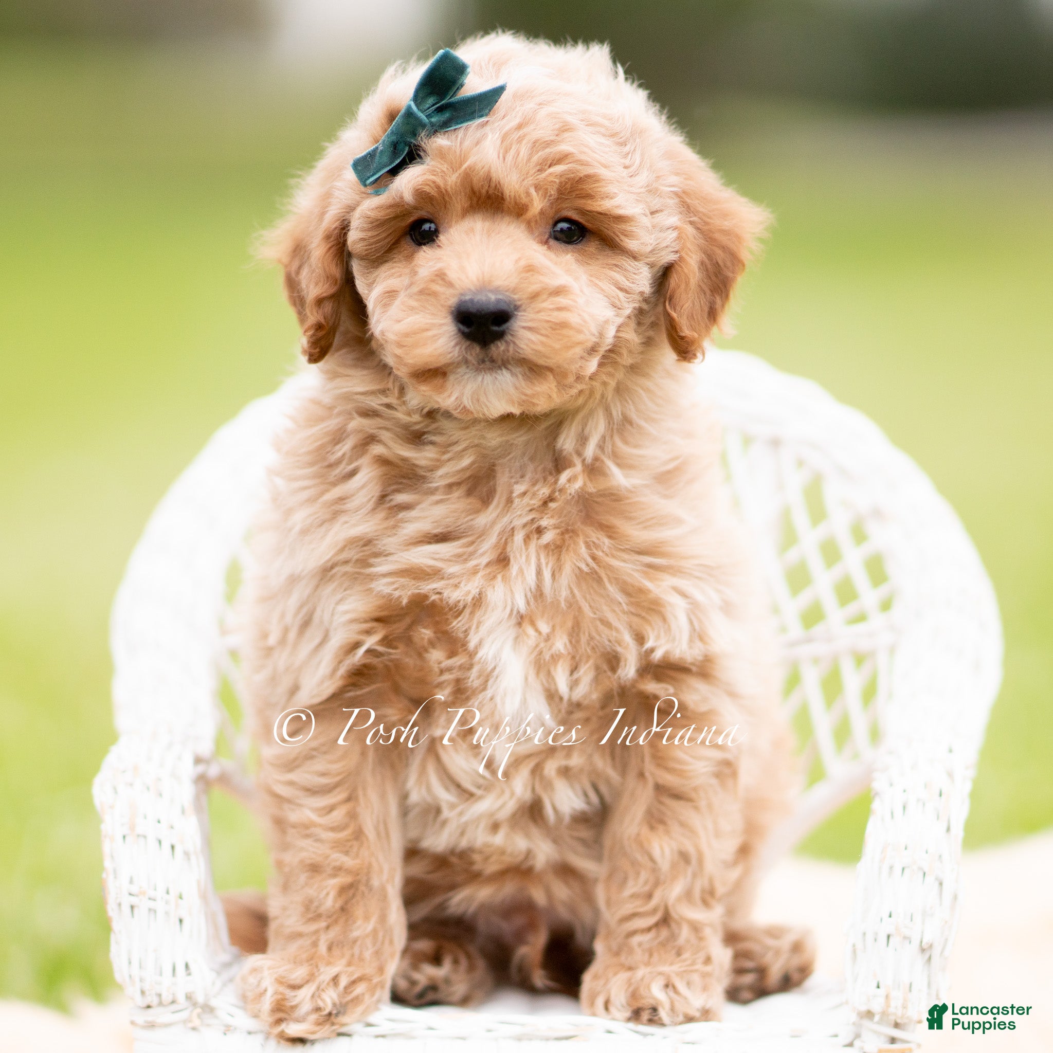 Mini Goldendoodle dogs Munchkin - Ad 19