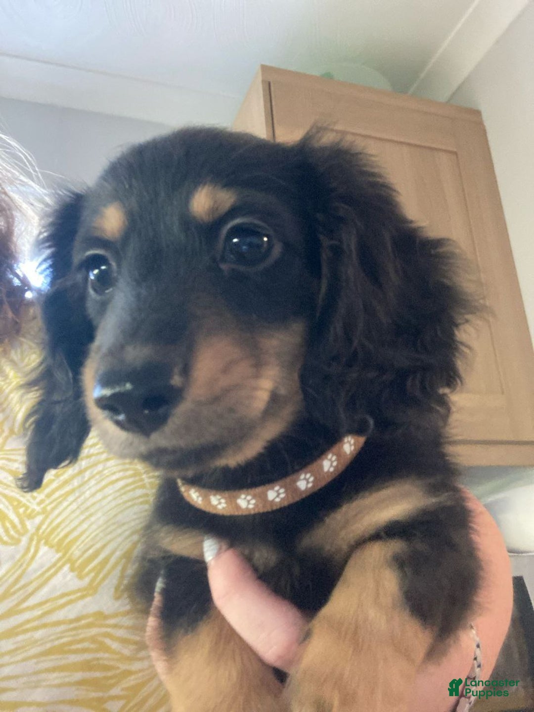 Miniature Dachshund dogs for sale: Miniature Dachshund Puppy 1 - Ad 1