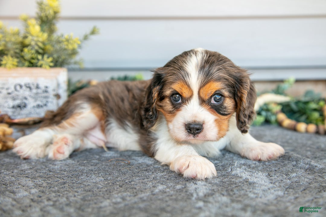 Cavalier King Charles Spaniel dogs for sale: Roman - Ad 1