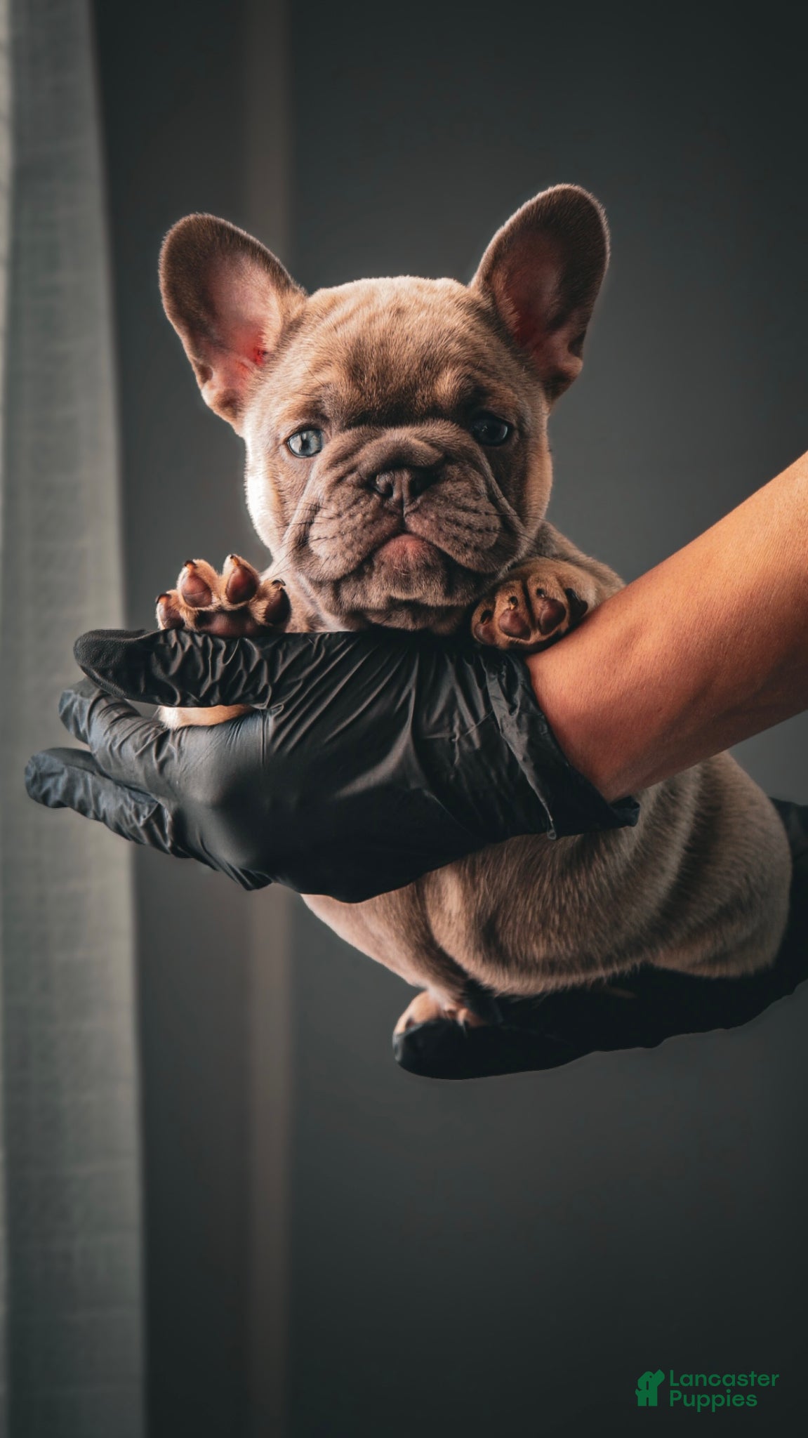 French Bulldog dogs for sale: Gremley - Ad 1