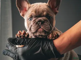 French Bulldog dogs for sale: Gremley - Ad 1