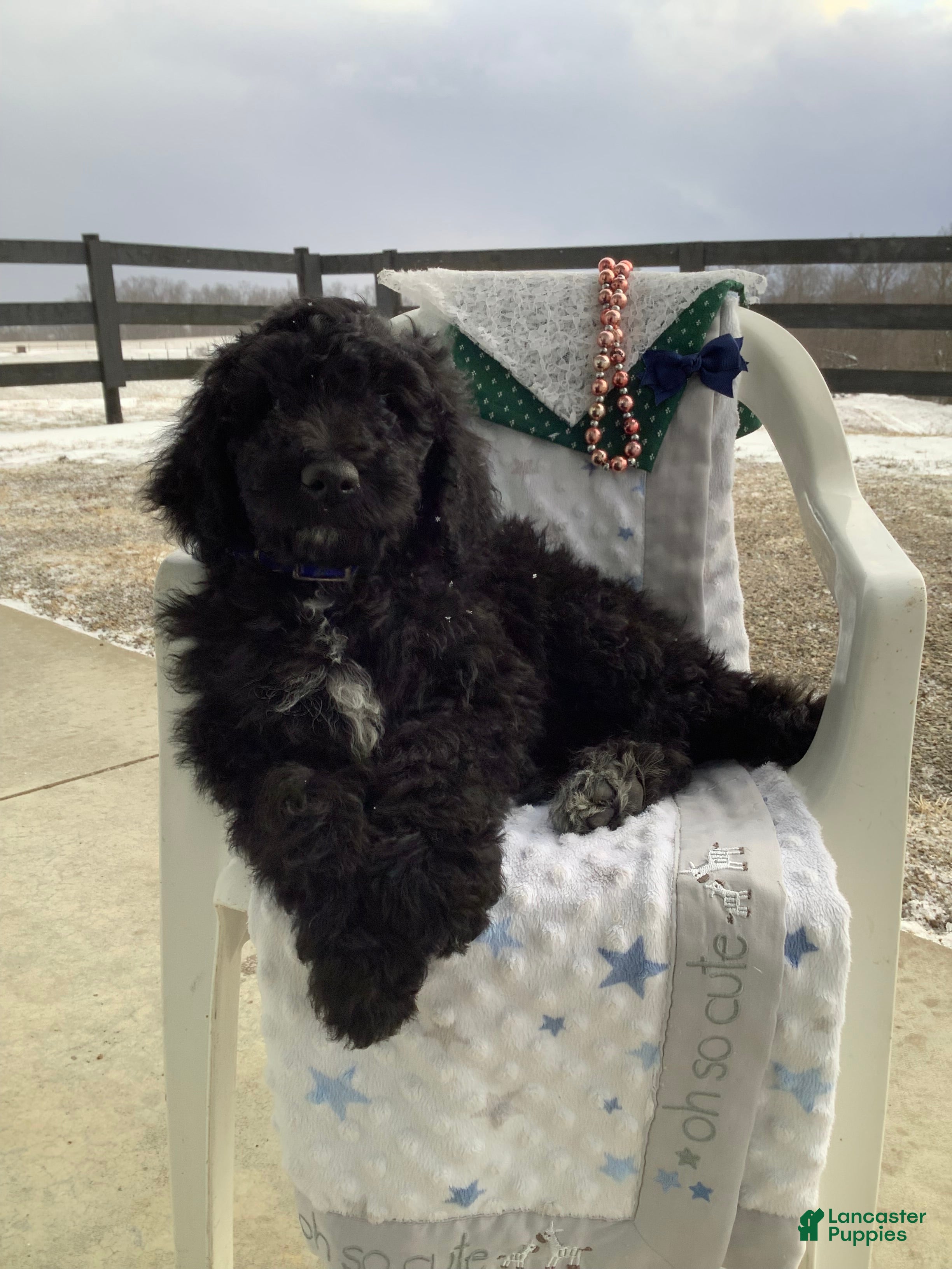 Goldendoodle dogs Fido Puppy 1 - Ad 1