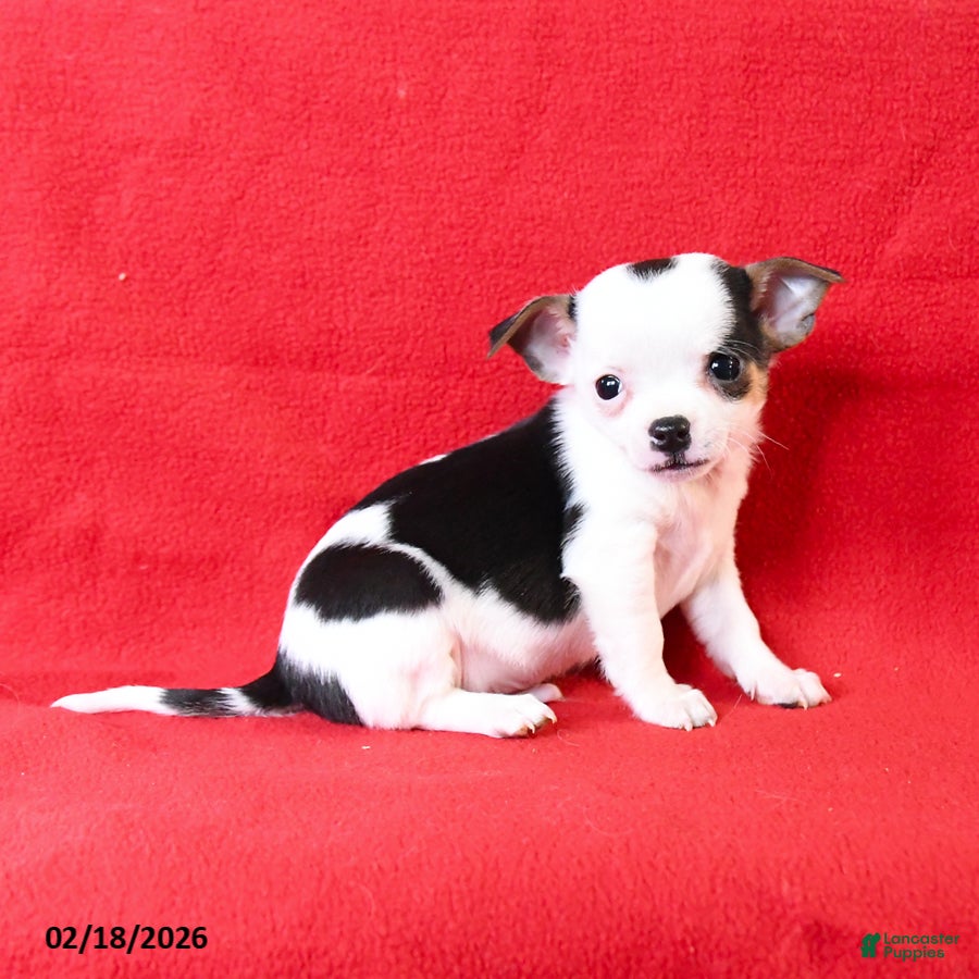 Chihuahua dogs Nico - Ad 1