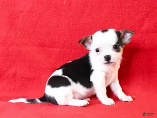 Chihuahua dogs for sale: Nico - Ad 3