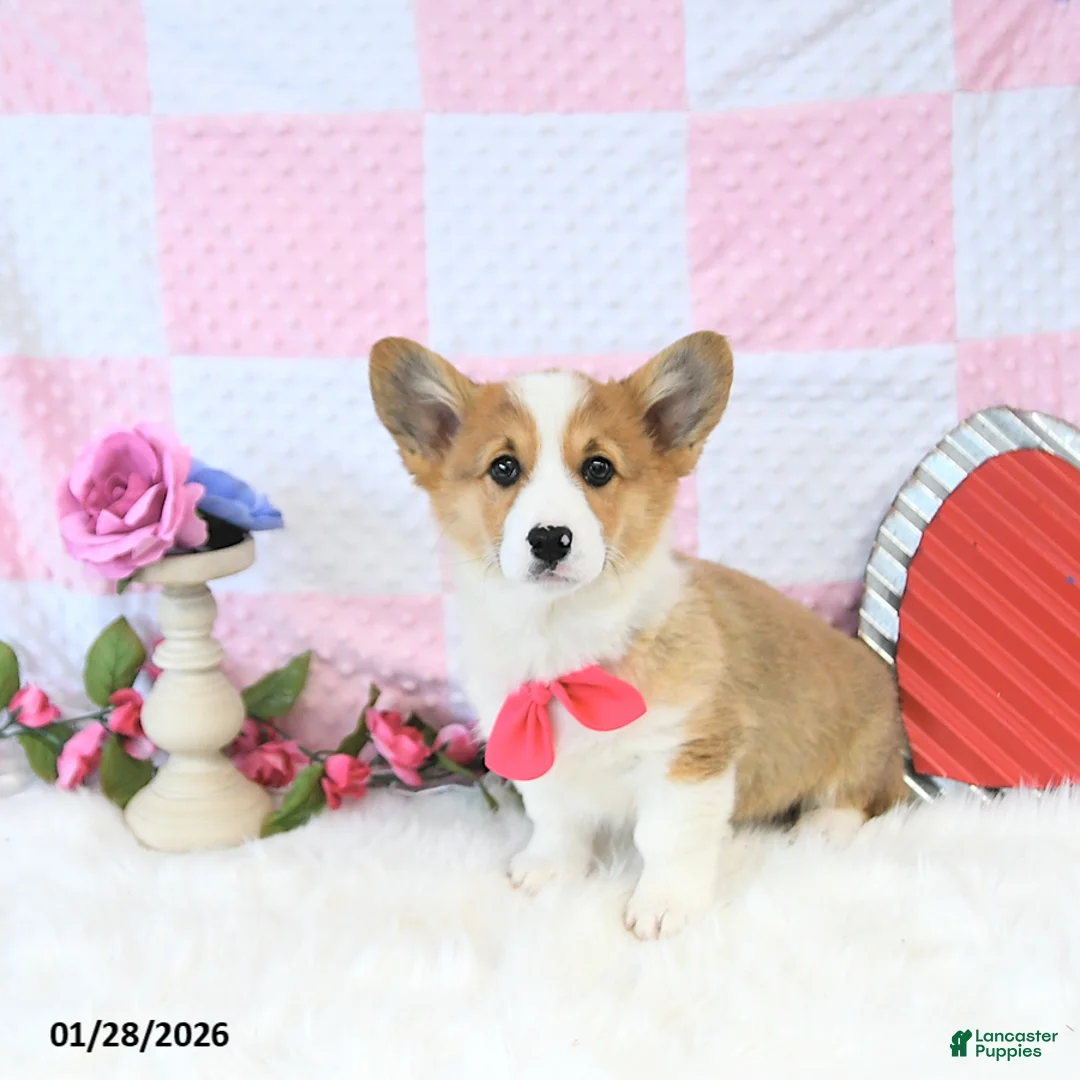 Welsh Corgi Pembroke dogs for sale: Roxy - Ad 2