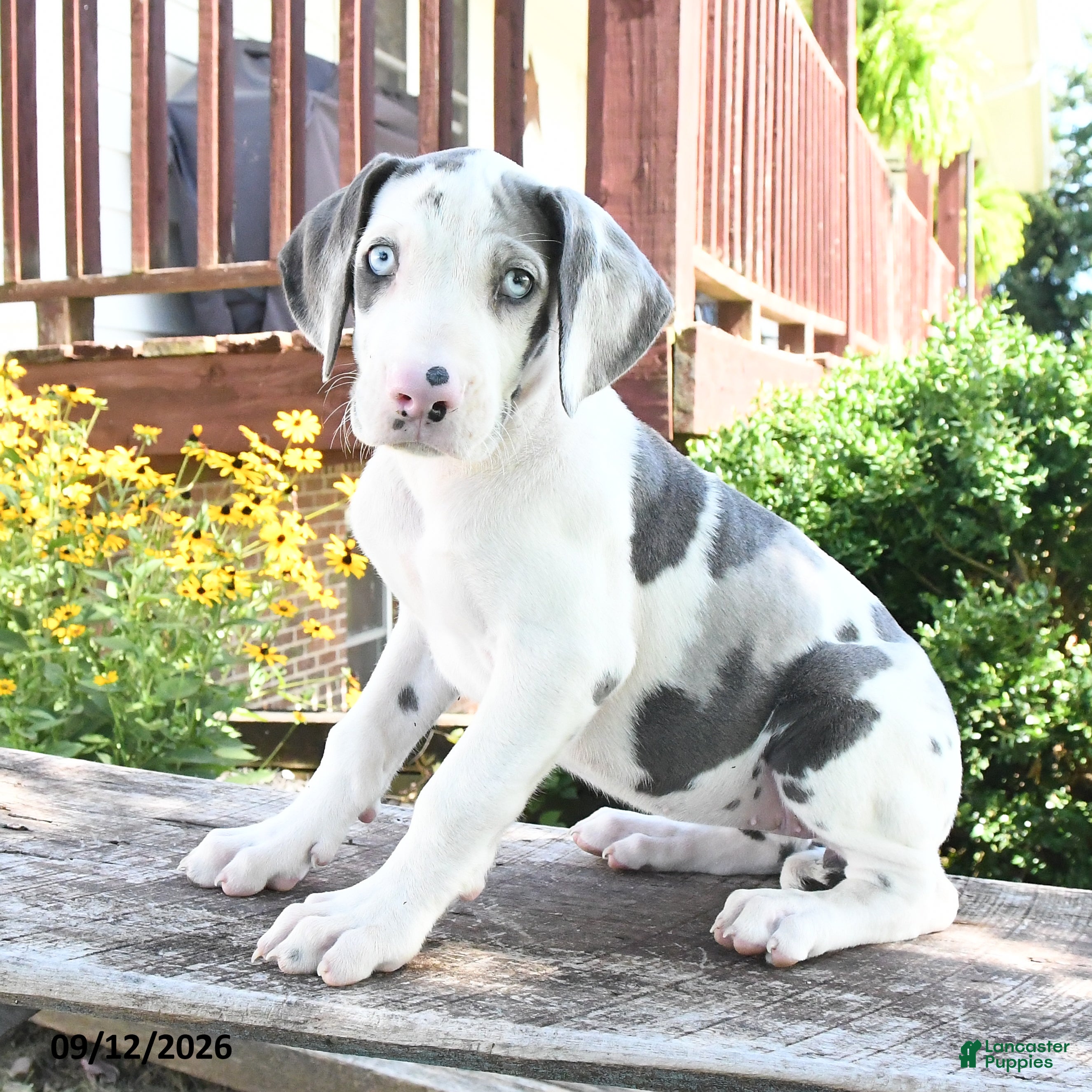 Great Dane dogs Lucy - Ad 2