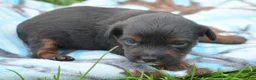 Yorkiepoo dogs for sale: Yorkiepoo Patrick - Ad 6