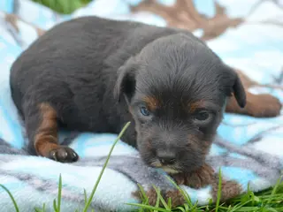 Yorkiepoo dogs Yorkiepoo Patrick - Ad 13