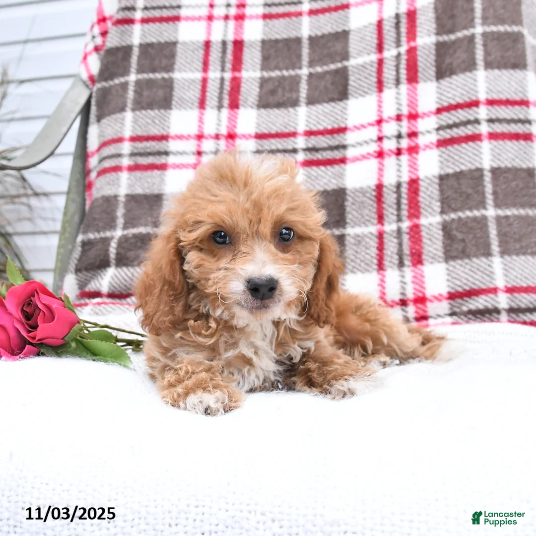 Cockapoo dogs for sale: Carter - Ad 10