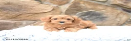 Cavapoo dogs for sale: Marigold - Ad 3