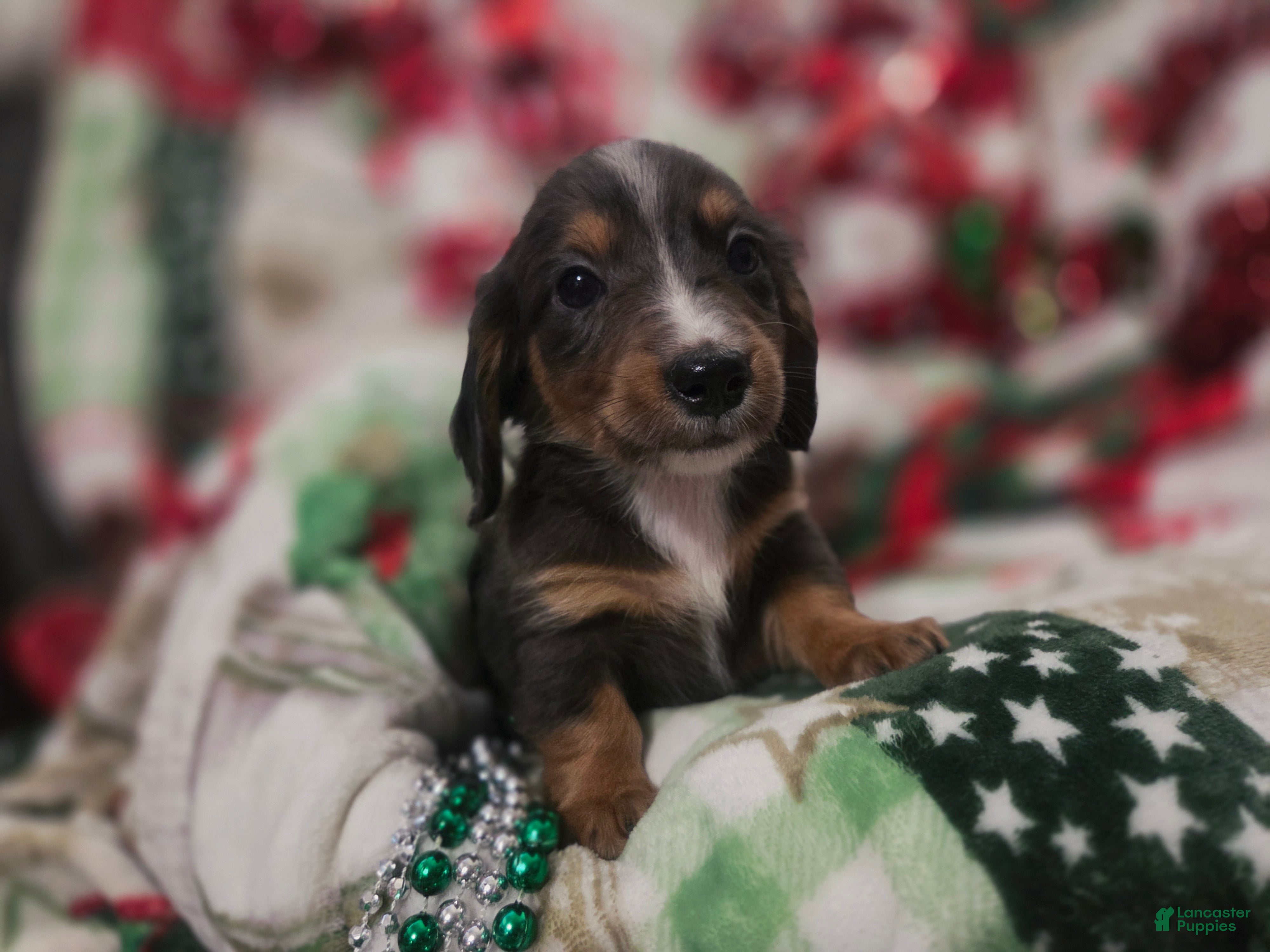 Miniature Dachshund dogs for sale: Miniature Dachshund 4 - Ad 1