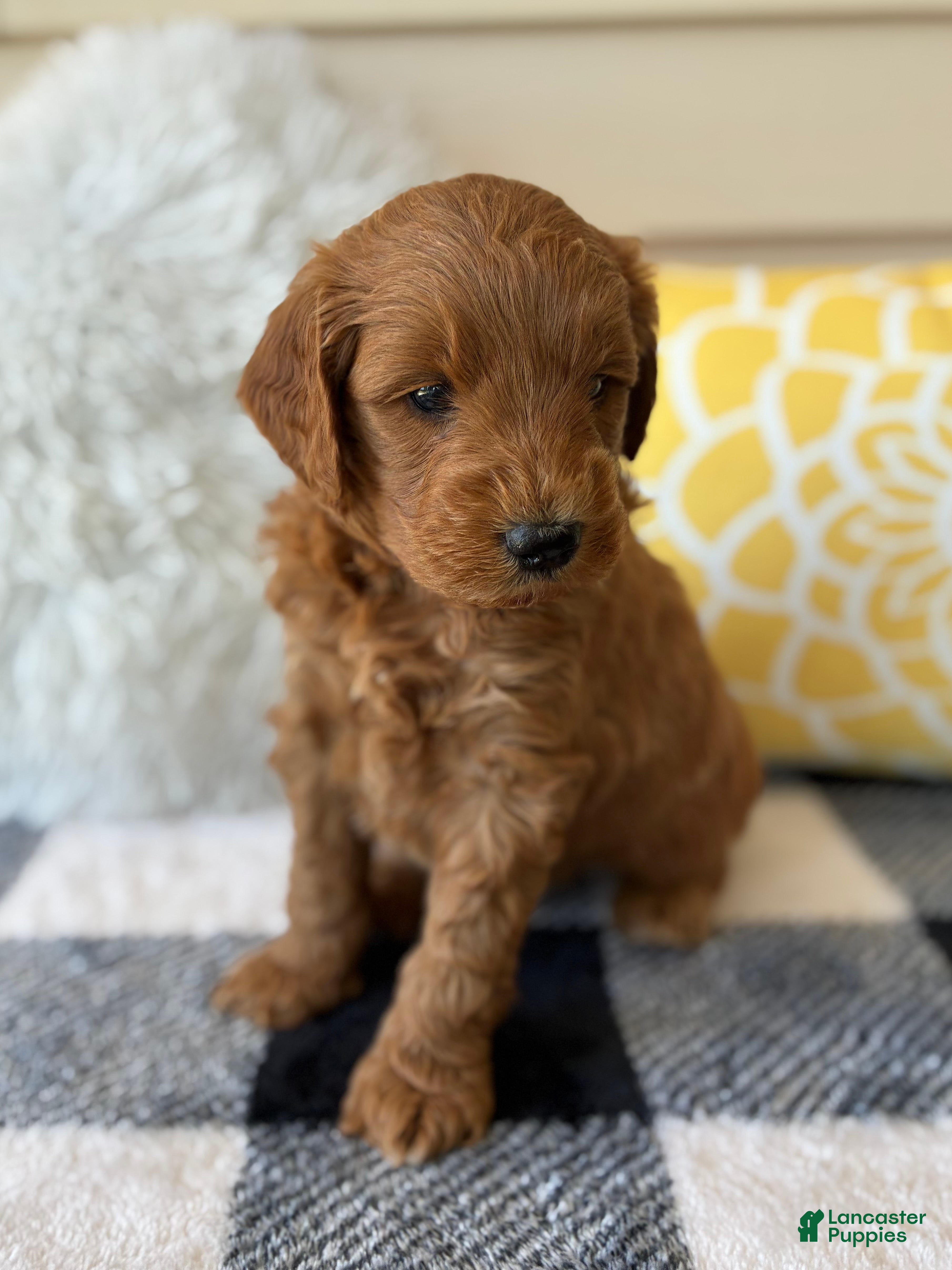 Mini Goldendoodle dogs Mini Goldendoodle “Ollie” - Ad 2