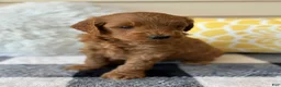 Mini Goldendoodle dogs for sale: Mini Goldendoodle “Ollie” - Ad 3