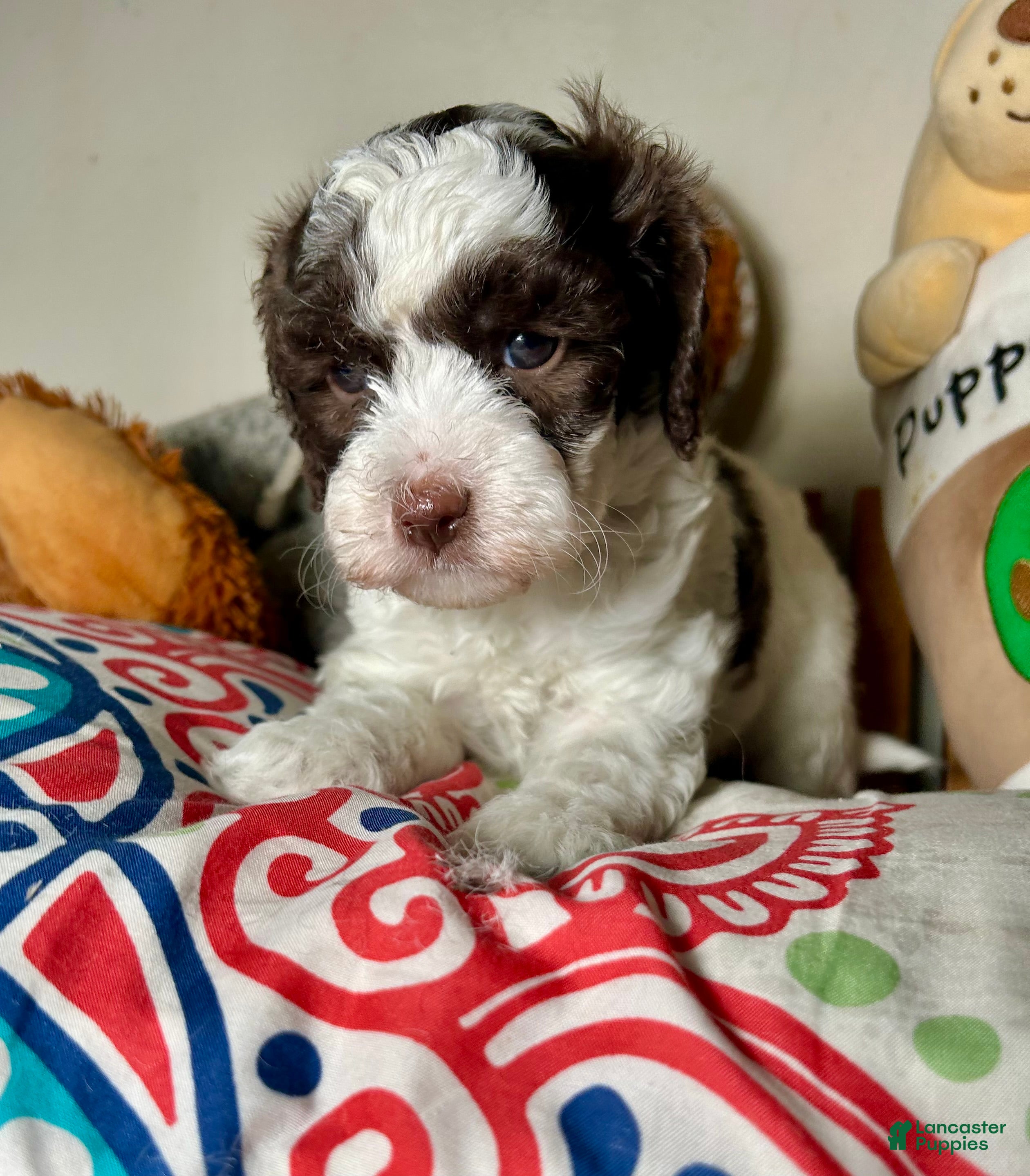 Cavapoo dogs for sale: Love - Ad 2