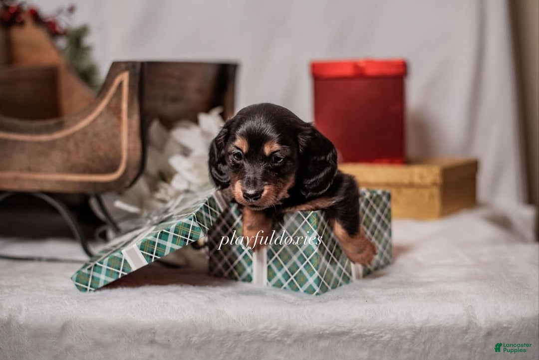 Miniature Dachshund dogs for sale: Red Collar Black & Tan Dachshund Puppy - Ad 7