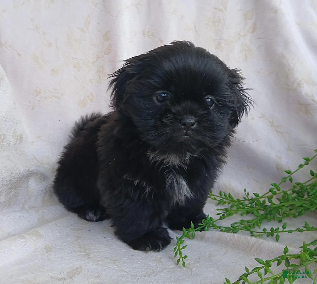 Teddy Bear dogs for sale: Bingo - Ad 2