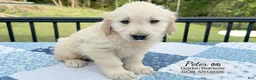 Golden Retriever dogs for sale: Peter - Ad 1